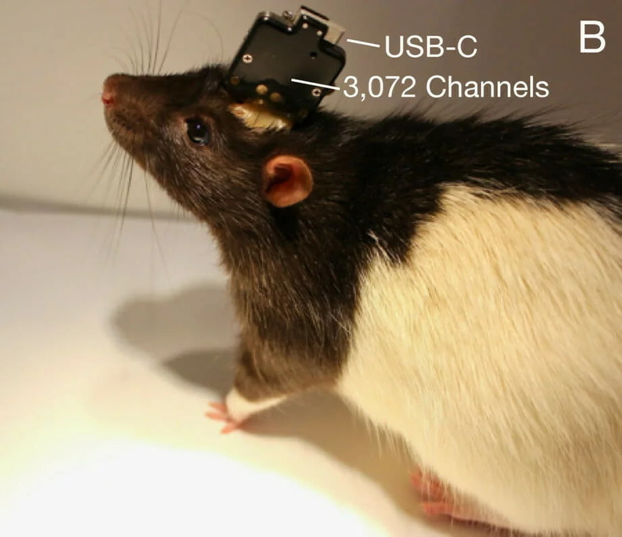 Да, у крысы в голове USB-C порт, это именно через него скачивают информацию с чипа в мозгу. Фото Neuralink