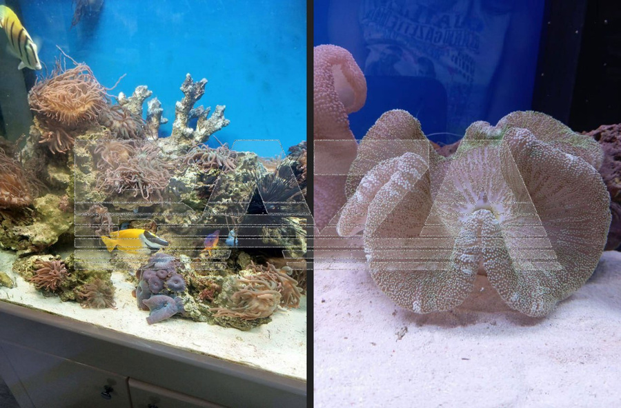 Постер публикации