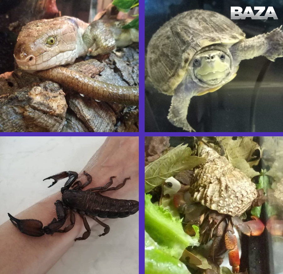 Постер публикации